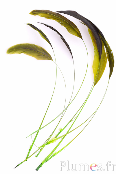 Coquetip - 20-25 cm - lime-marron